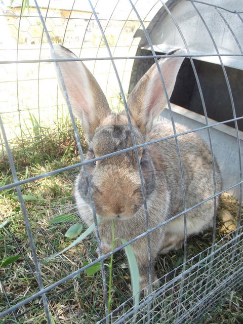 Eden Orchard & Farmstay - Accommodation Yamba 29