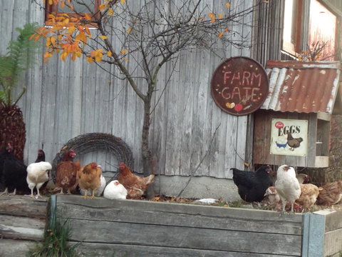 Eden Orchard & Farmstay - Accommodation Yamba 32