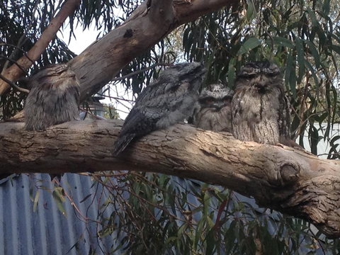 Kookas Retreat - Accommodation Yamba 15