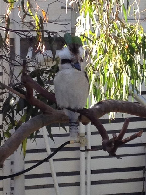 Kookas Retreat - Accommodation Yamba 16