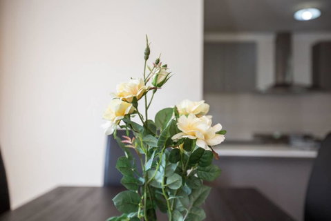 Holiday Rose - Accommodation Yamba 8
