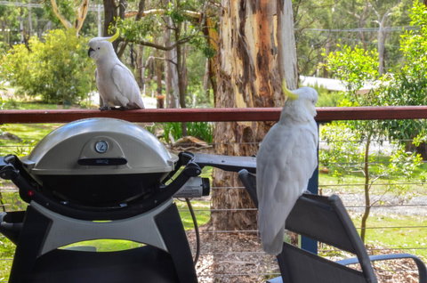 Blue Ridge Retreat - Accommodation Yamba 3