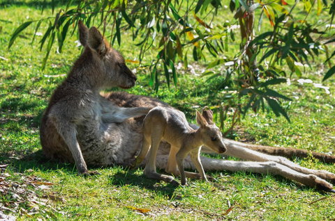 Blue Ridge Retreat - Accommodation Yamba 9