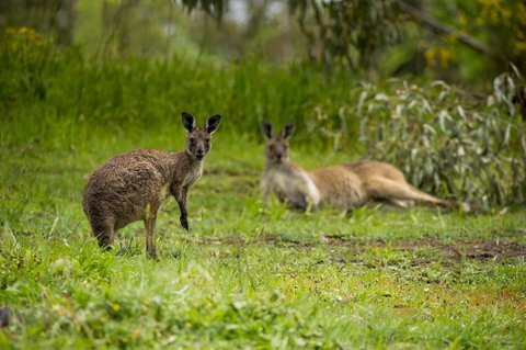 The Stirling Golf Club - Accommodation Yamba 2
