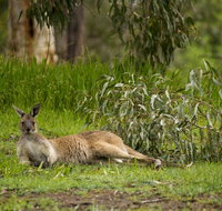 The Stirling Golf Club - Accommodation Yamba