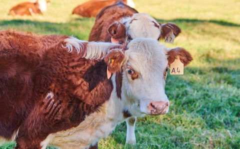 The Vale - Accommodation Yamba 2