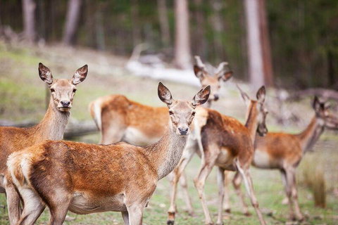 Villa Cervi Property - Accommodation Yamba 0