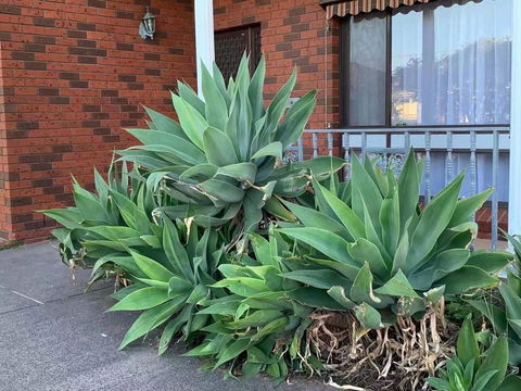 Vintage House In Bentleigh East - Accommodation Yamba 1