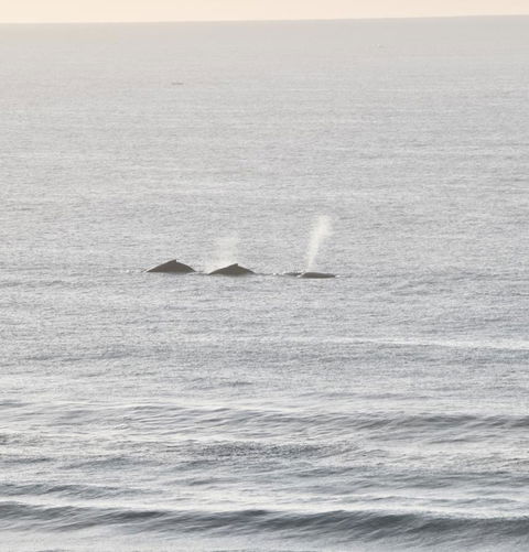 Beach Break - Accommodation Yamba 16