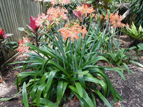 Winston Cottage - Accommodation Yamba 2