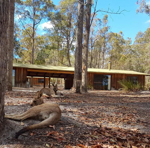 Woodbine Park Eco Cabins - Accommodation Yamba 2