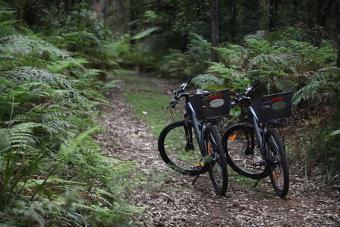 Woodlands Rainforest Retreat - Accommodation Yamba 2