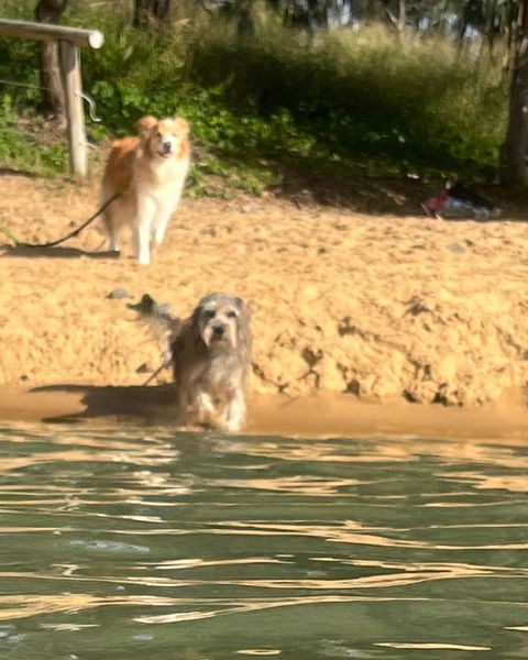 Anchors Away At Innes Park Opp Park & Beach Dogs Welcome Inside - Accommodation Yamba 0