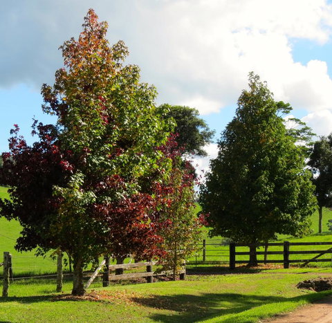 Maleny Springs Farm - Accommodation Yamba 26