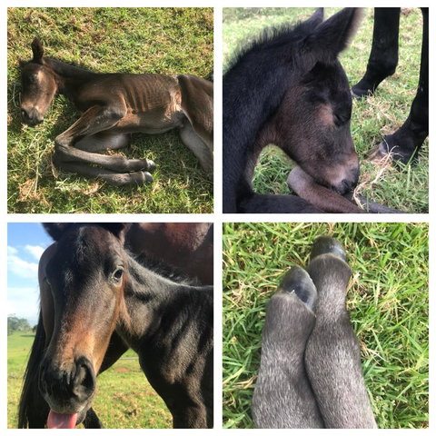 Maleny Springs Farm - Accommodation Yamba 29