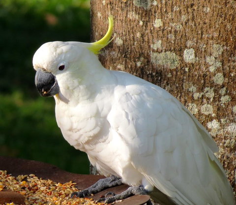 Maleny Springs Farm - Accommodation Yamba 40