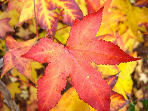 Maleny Springs Farm - Accommodation Yamba 38