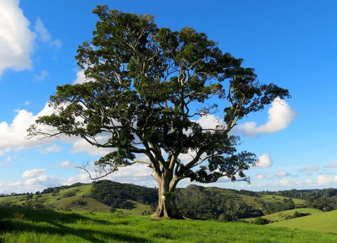 Maleny Springs Farm - Accommodation Yamba 32