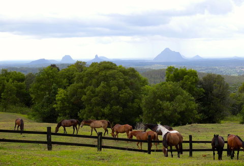 Maleny Springs Farm - Accommodation Yamba 39