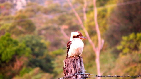 Maleny Springs Farm - Accommodation Yamba 25