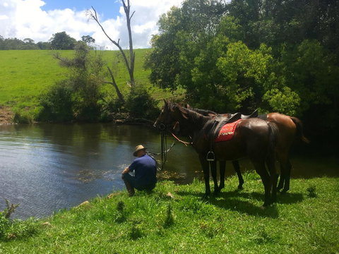 Maleny Springs Farm - Accommodation Yamba 36