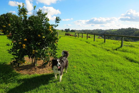 Maleny Springs Farm - Accommodation Yamba 31