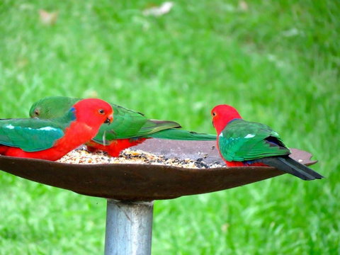 Maleny Springs Farm - Accommodation Yamba 35