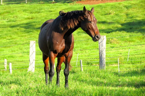 Maleny Springs Farm - Accommodation Yamba 27
