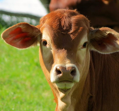 Maleny Springs Farm - Accommodation Yamba 9