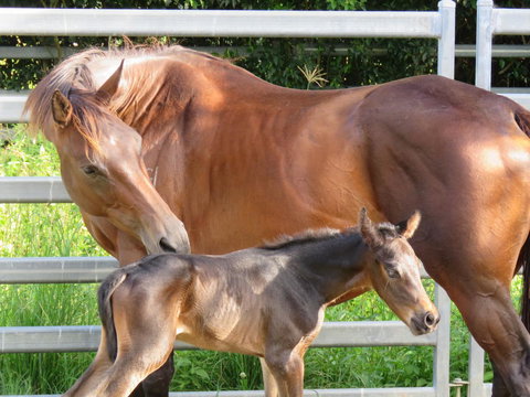 Maleny Springs Farm - Accommodation Yamba 18