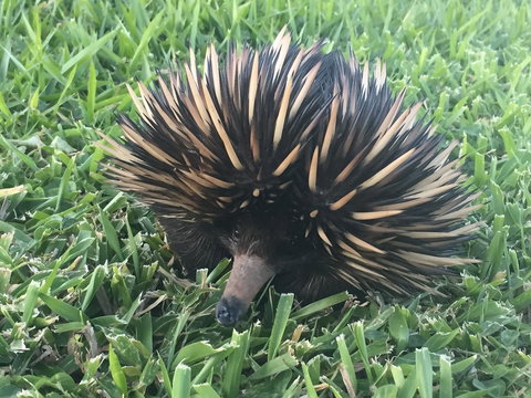 Maleny Springs Farm - Accommodation Yamba 23