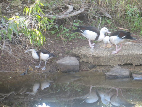 Hay Point Country BnB - Accommodation Yamba 22