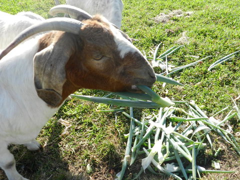 Hay Point Country BnB - Accommodation Yamba 15