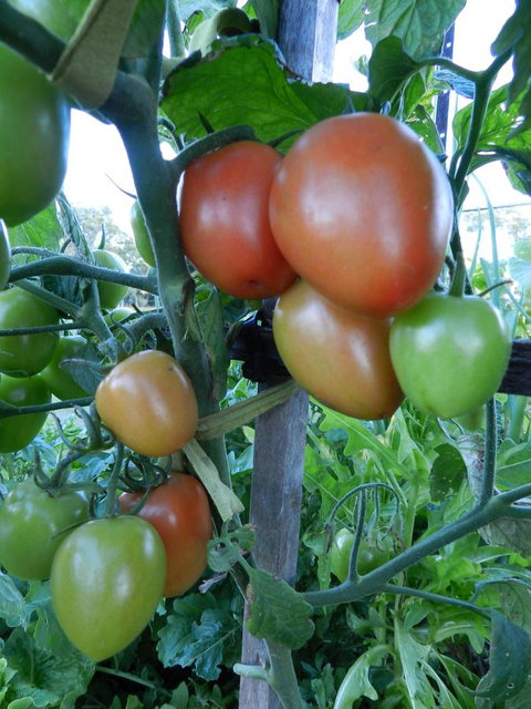 Hay Point Country BnB - Accommodation Yamba 18