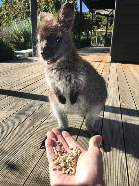 Parnella Adventure Bay, Bruny Island - Accommodation Yamba 17