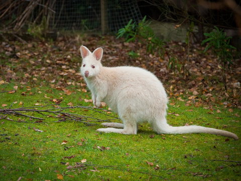 Parnella Adventure Bay, Bruny Island - Accommodation Yamba 20