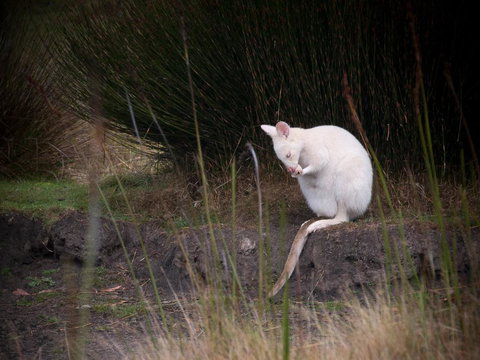 Parnella Adventure Bay, Bruny Island - Accommodation Yamba 18