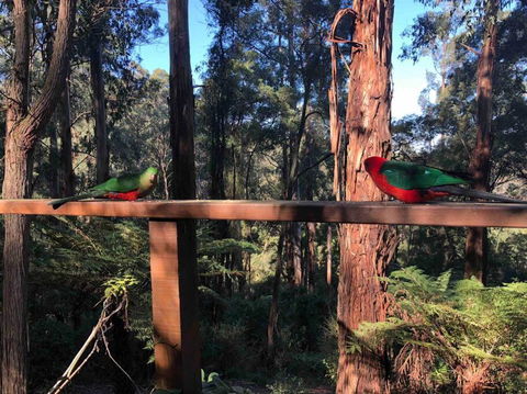 Forest Retreat - Accommodation Yamba 4
