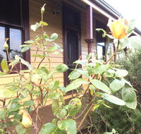 Albion Cottage - Accommodation Yamba