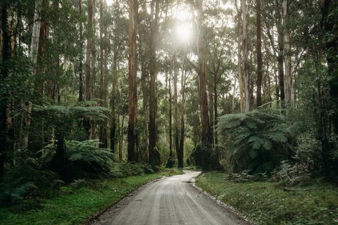 Luxury Treetop Escape With A Garden Glasshouse - Accommodation Yamba 2
