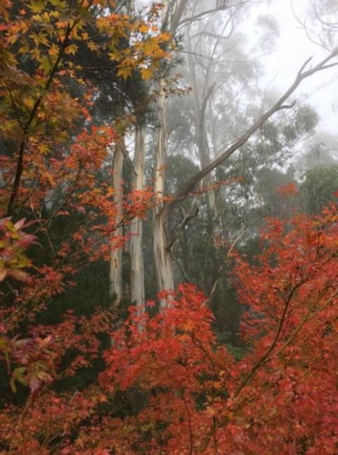 Olinda Enchanted Tower Spa Gas Log Fire And Netflix - Accommodation Yamba 2