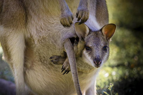 Bamurru Plains - Accommodation Yamba 3