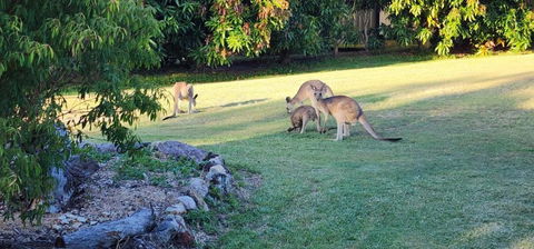 Roo Or 2 On Streeter - Accommodation Yamba 3