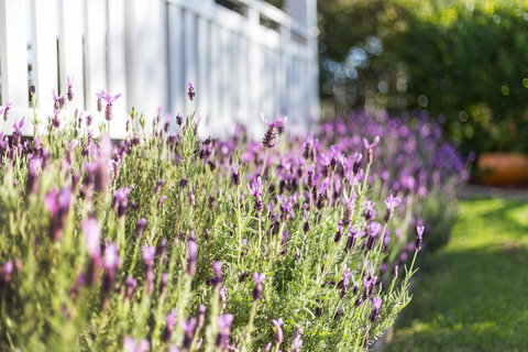 BIRCHES B&B - Accommodation Yamba 3