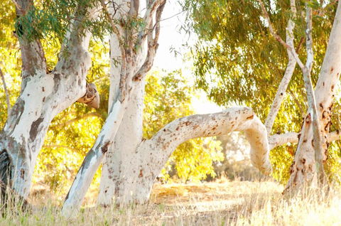 Wooramel River Retreat - Accommodation Yamba 3