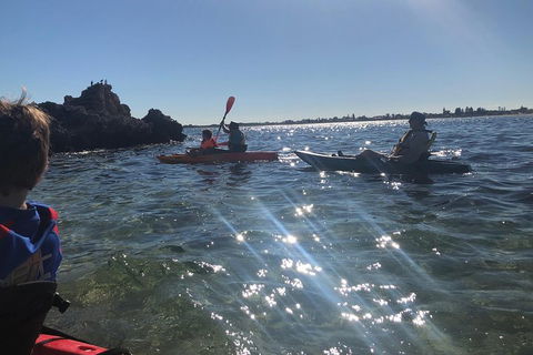 Penguin Island And Fremantle - Canoe, Chocolate & Coffee - Accommodation Yamba 1
