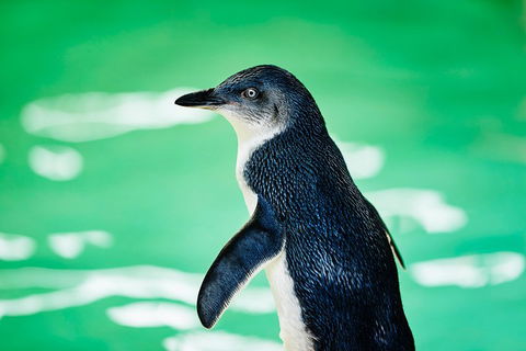 Penguin Island And Fremantle - Canoe, Chocolate & Coffee - Accommodation Yamba 4