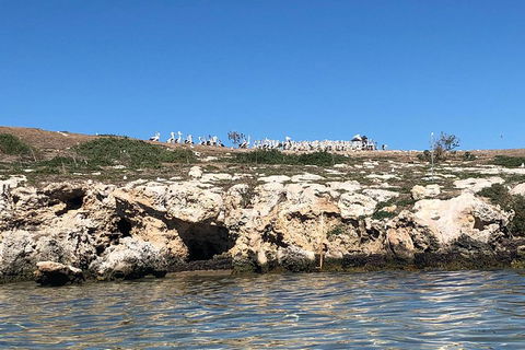 Penguin Island And Fremantle - Canoe, Chocolate & Coffee - Accommodation Yamba 5