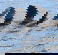 Twilight Sail Bruny Island - Accommodation Yamba