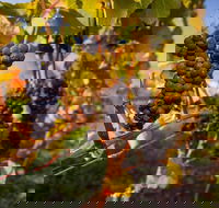 Full Day Tamar Valley Wine Tour - Accommodation Yamba